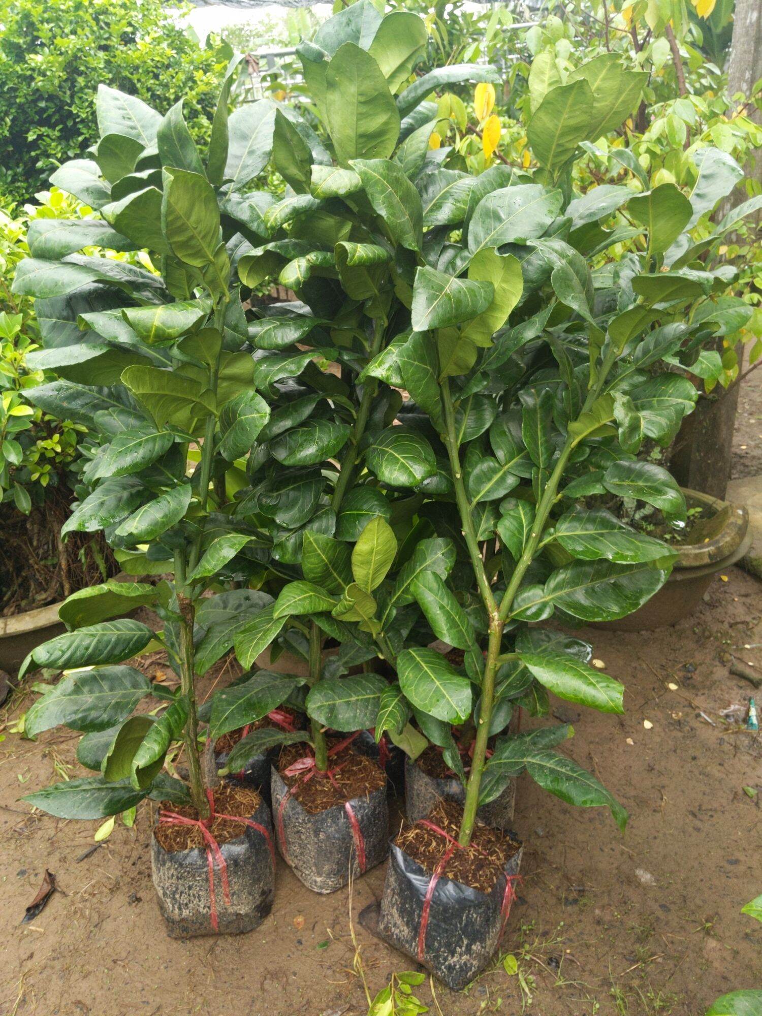 Bưởi da xanh gốc chiếc , chuẩn giống Bến Tre