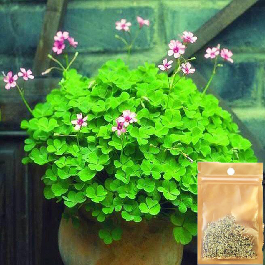 Hạt Giống Thủy Sinh - Cây cỏ may mắn ( nảy mầm 100% ) gói 10g