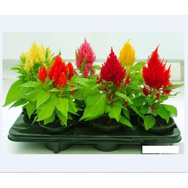 Hạt giống hoa mào gà lửa Mix gói nhiều hạt