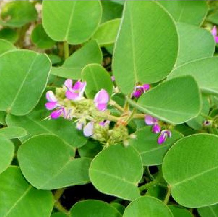 Hạt Giống Kim tiền thảo ( cây dược liệu ) - Gói 50 hạt