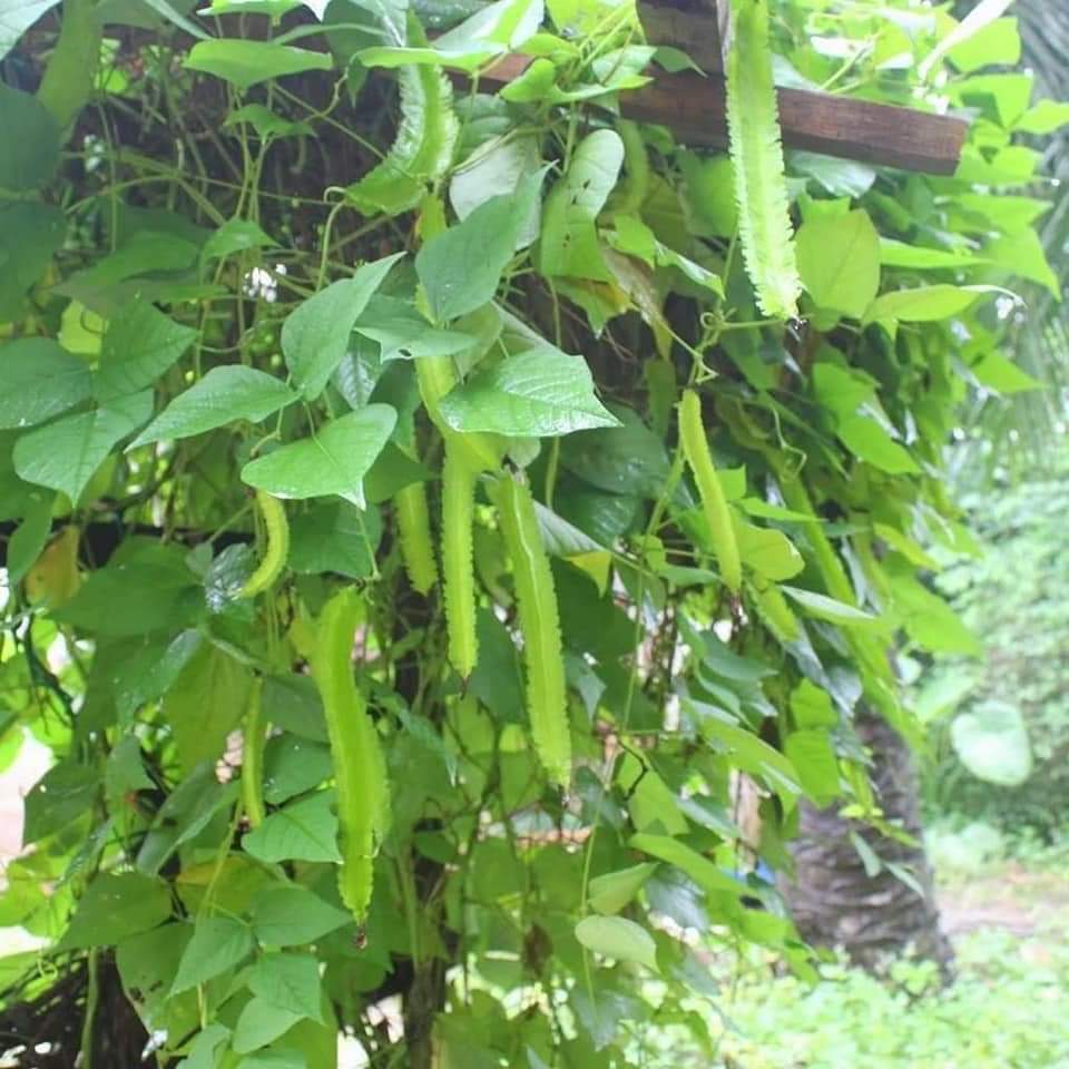 Hạt giống Đậu Rồng Xanh - gói 5gram