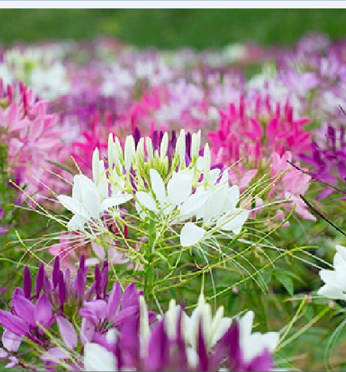 Hạt giống hoa Hồng Ri (Túy Điệp) Mix (Cleome) - gói 100 hạt