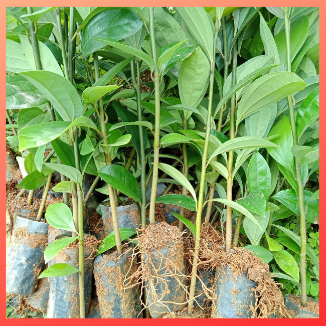 CÂY QUẾ GIỐNG CÂY CAO 40-50CM