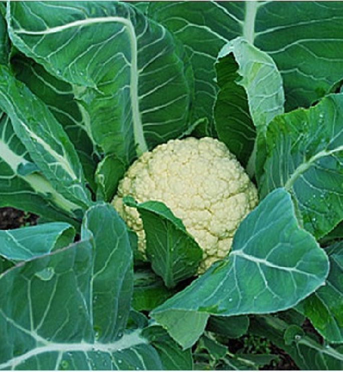 "Gói 0.2Gram "Hạt giống Súp lơ trắng [Seeds]
