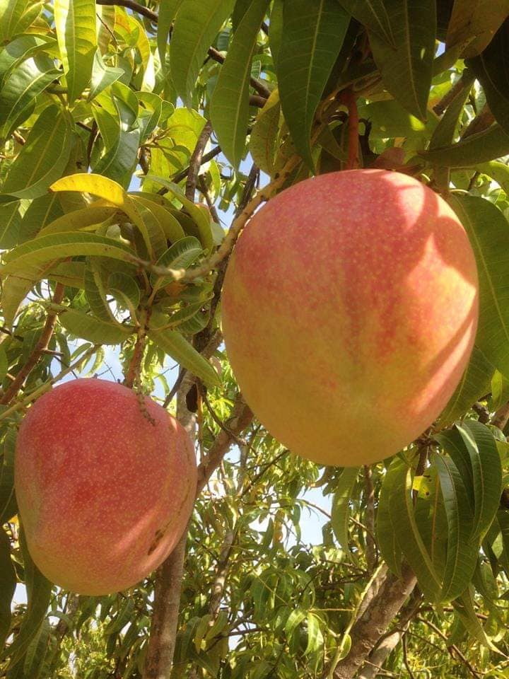 CÂY GIỐNG XOÀI ÚC