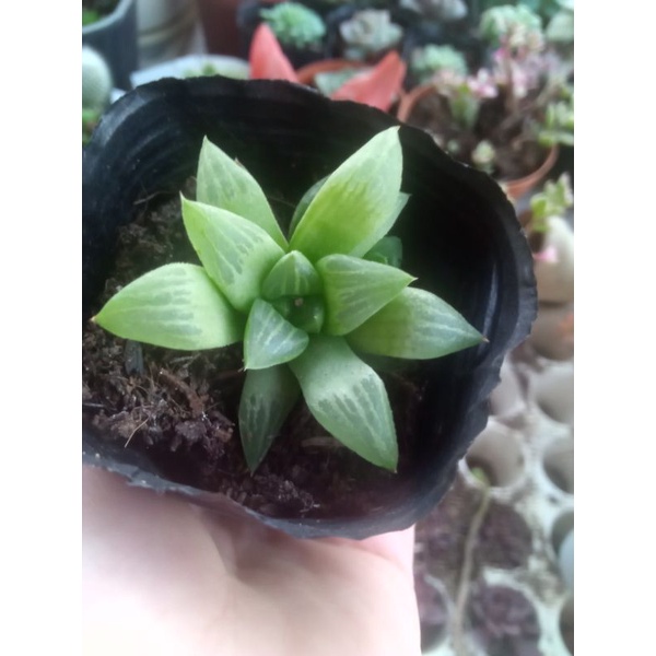 sen đá ngọc guốc nhỏ