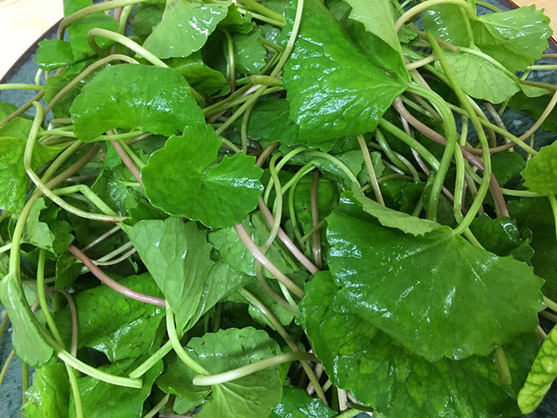 Hạt giống rau má gói 200 hạt- 1.5gr, rau má ta, rau má hương