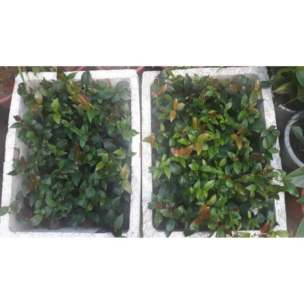 cây giống HOA TRÀ MY tứ quý
