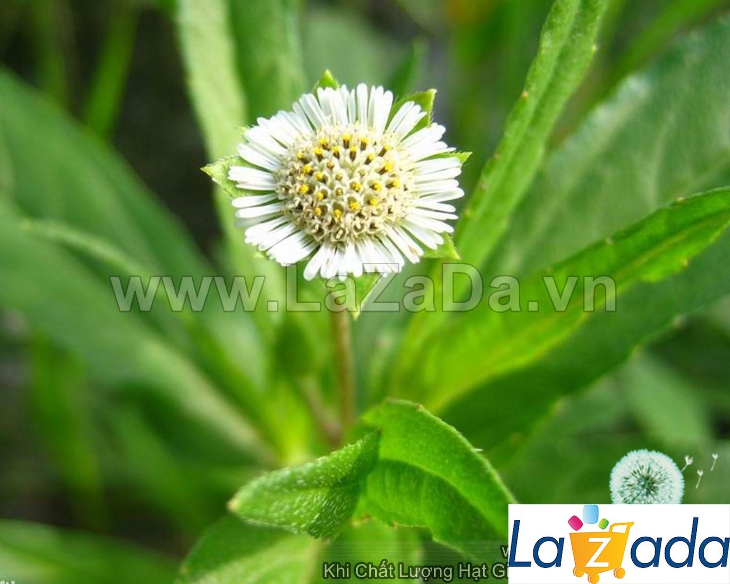 [HCM]50h Hạt Giống Cỏ Mực Nhọ Nồi Tr ị Nh iều B ệnh (B3.202| A4*W43)