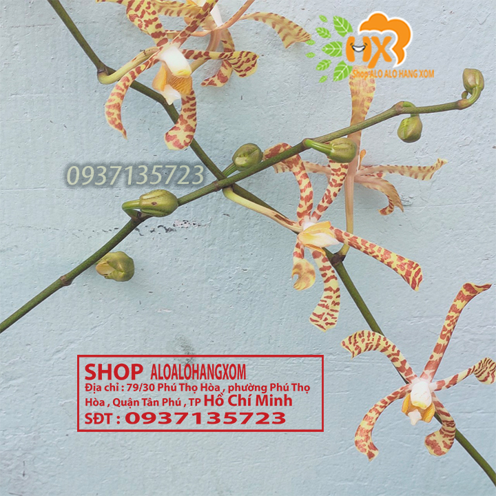 [HCM]CÂY LAN BÒ CẠP RẰN - CÂY CÓ 2 VÒI HOA