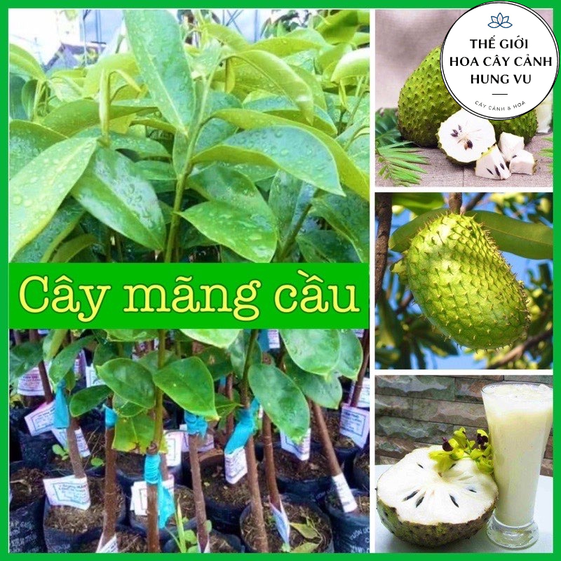 Cây mãng cầu xiêm thái cao 40-50cm cho trái sau 1 năm .