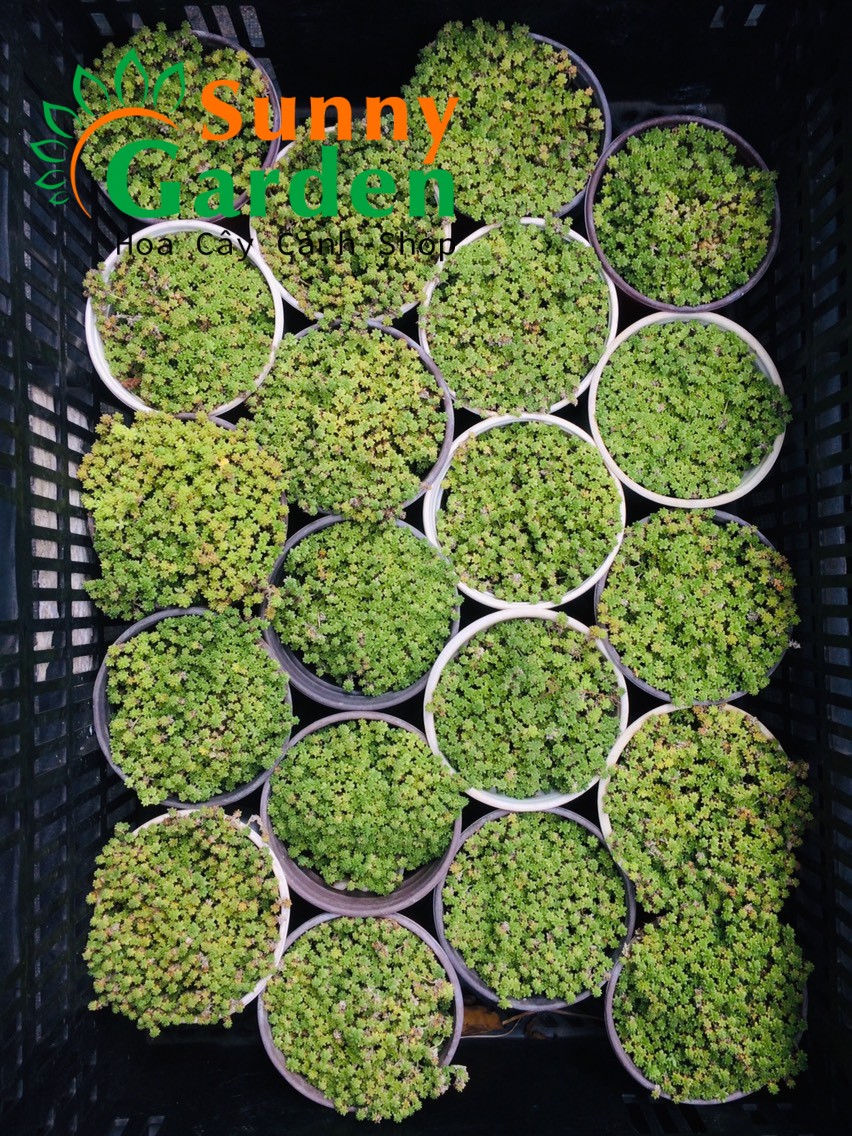 Sen Đá Sedum Cơm Vàng, Xanh - Chậu Trung
