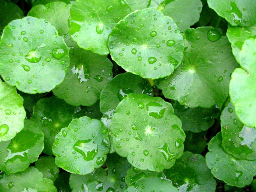 CÂY THỦY SINH-RAU MÁ DÙ 15 cây