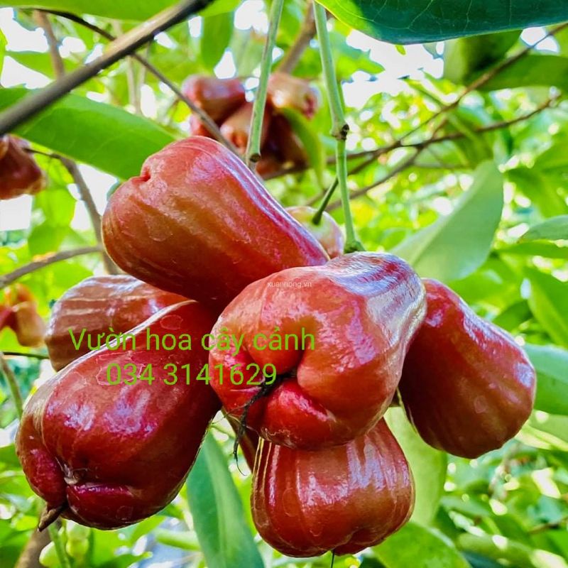 Cây mận đỏ an phước ( cây roi đỏ An Phước)- cây giống