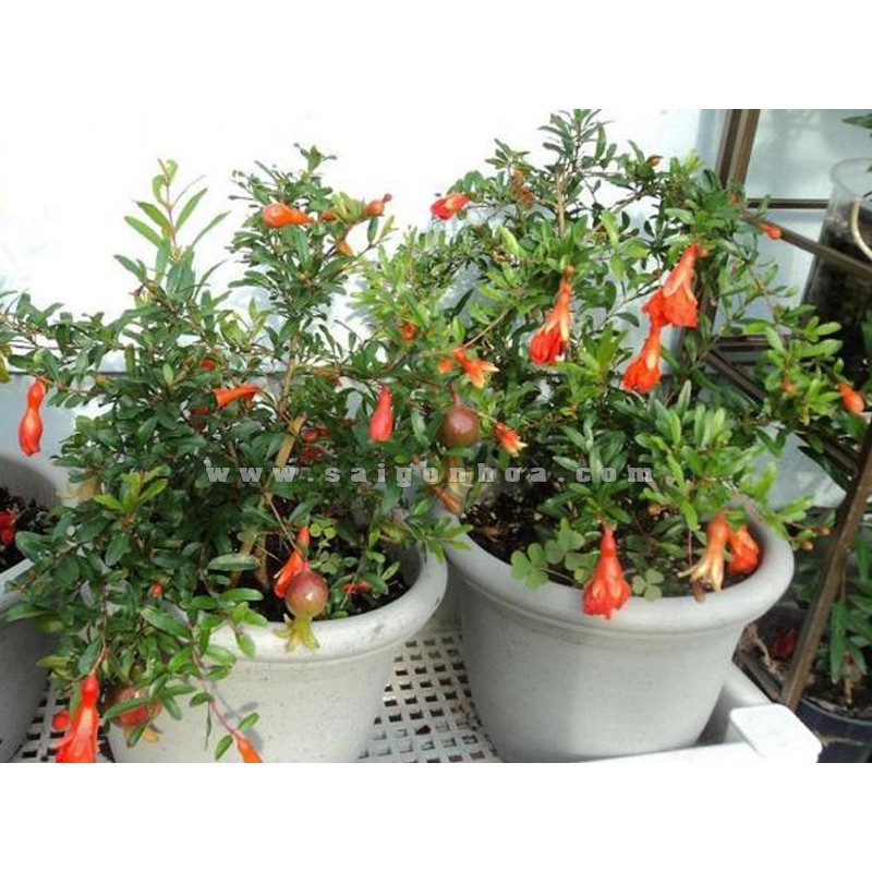 275A Hạt Giống Lựu Đỏ Lùn (10 Hạt)