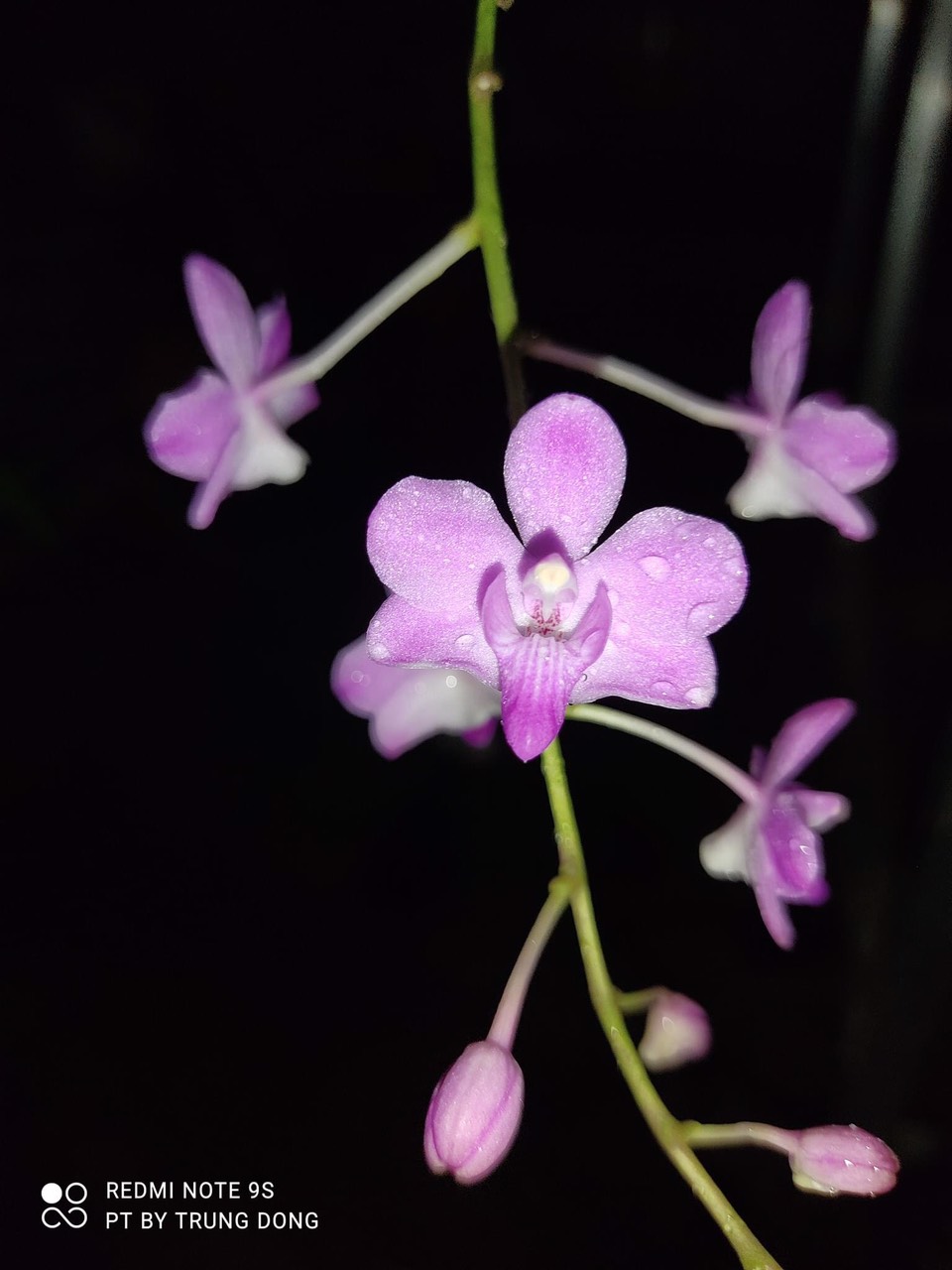 Hồ điệp doritan màu tím
