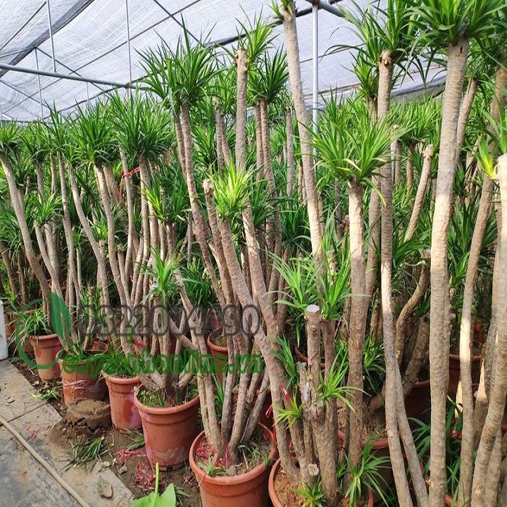 phát tài núi 1 thân đẹp