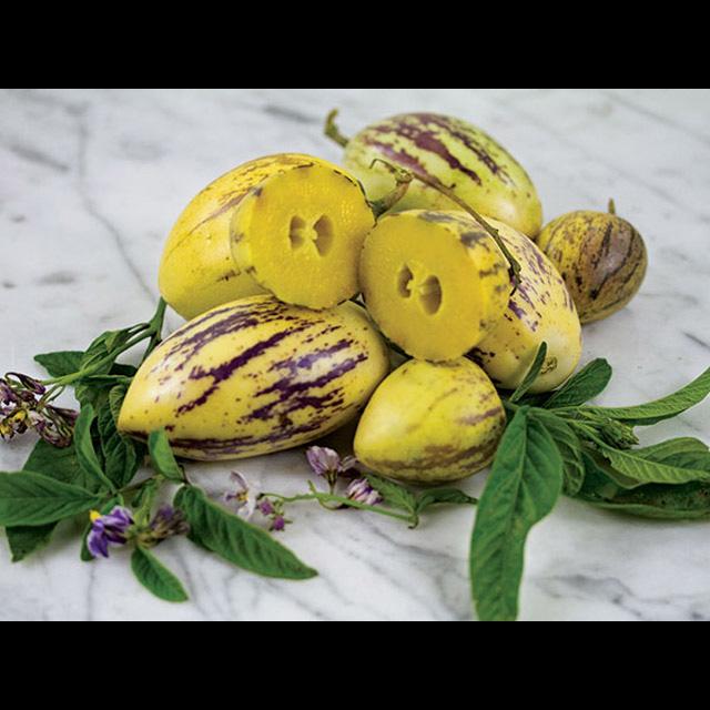 25 Hạt Hạt Giống Dưa Pepino (Solanum muricatum)