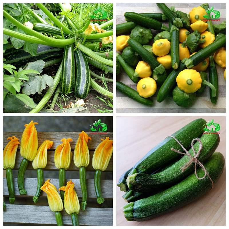 Hạt giống bí ngồi xanh - 15-20 hạt/gói