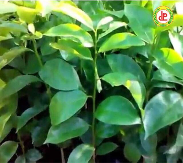 Giống Mãng Cầu Xiêm Thái Lan.