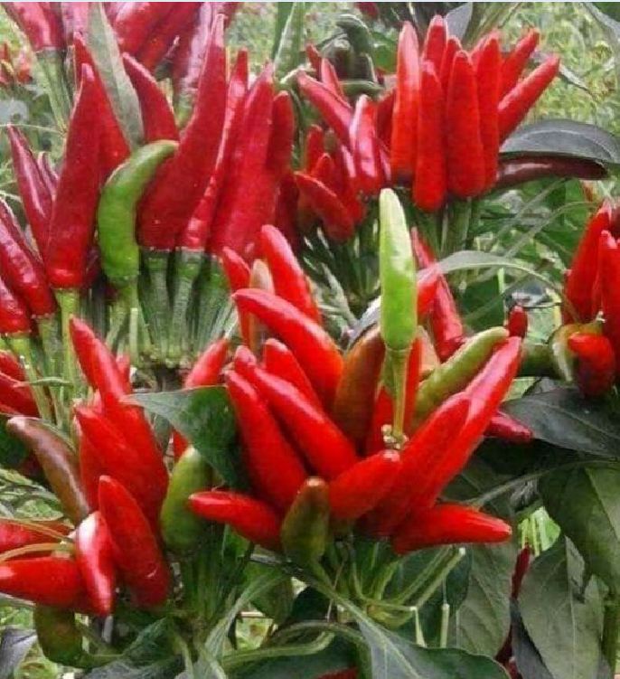 Hạt giống ớt chùm đỏ thái lan -gói 70 hạt