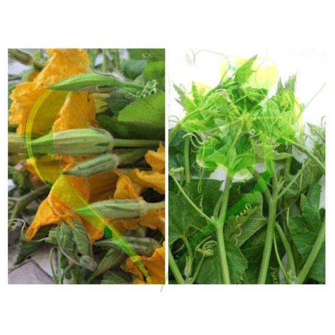 Hạt bí ngọn ăn bông - gói 10 gram