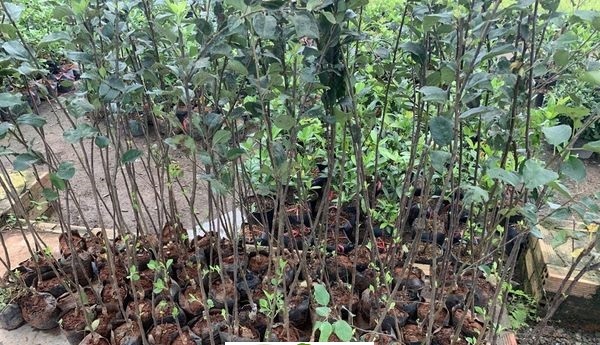 Cây Táo Rockit, siêu quả giống nhập
