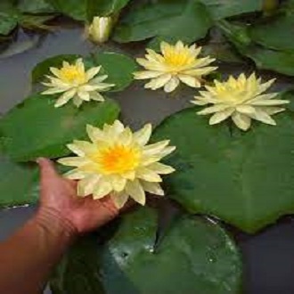 Củ hoa súng Thái nhiều màu