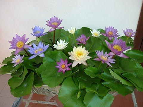 Gói 5 hạt giống hoa súng mini nhiều màu - Thế Giới Rau Mầm Shop