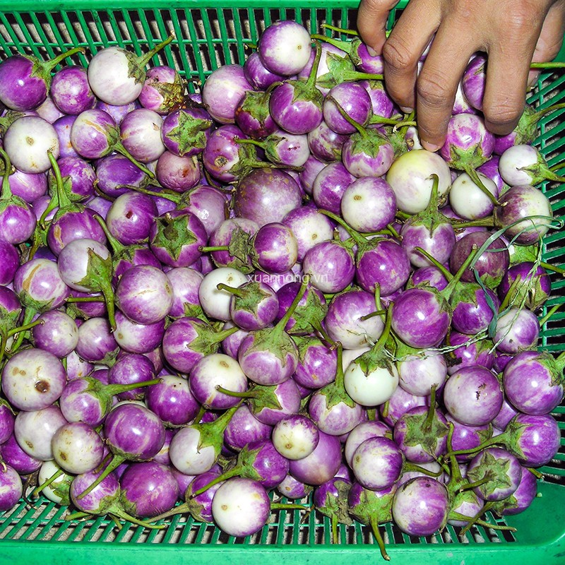 1G - Hạt Giống Cà Pháo Tím Tiểu Yến