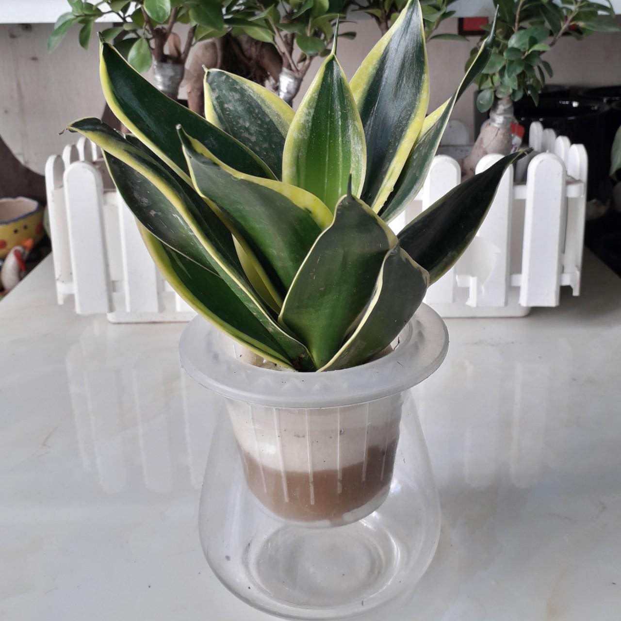 Cây Lưỡi Hổ Thái Thủy Sinh