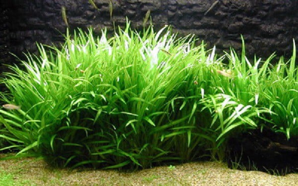 CỎ NHẬT-THỦY SINH (5 bụi)