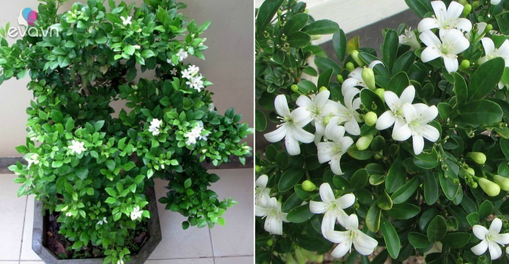Giống cây nguyêt quế + Tặng 2 Cây Quế Giống