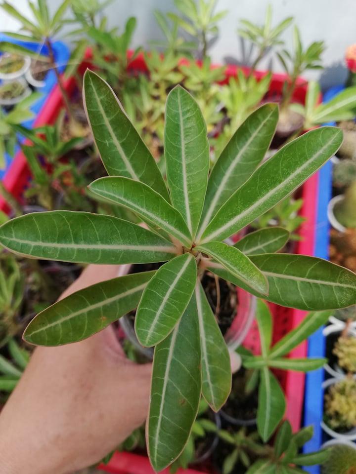 [HCM]Củ sứ somalen