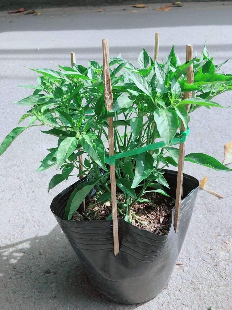 Bụi Ớt Xiêm