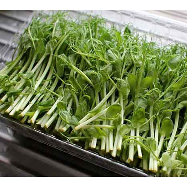 Hạt giống rau mầm đậu hà lan 50gr