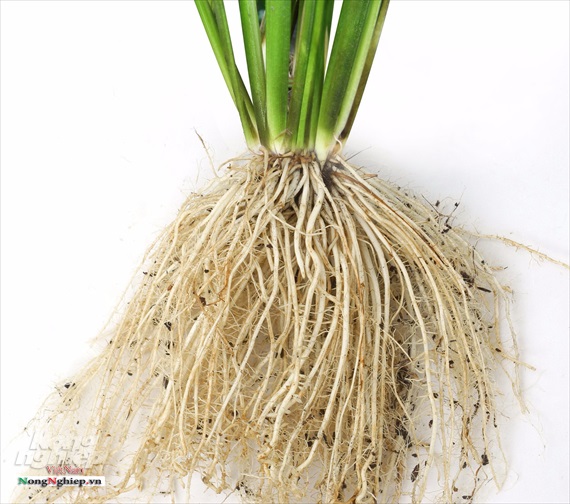 Nano lân ( 30gr) - Siêu ra rễ