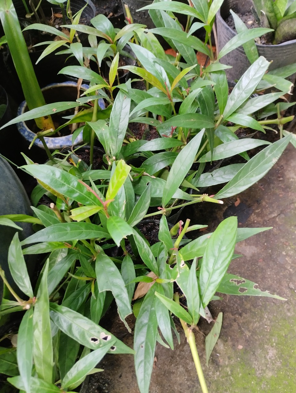 Chậu cây hoàn ngọc đỏ - Chỉ giao hỏa tốc 3h