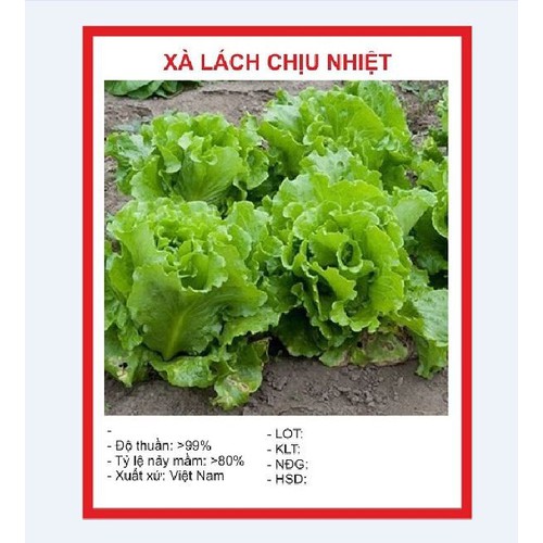 "Gói 5Gr Hạt " Hạt giống Rau Xà lách chịu nhiệt