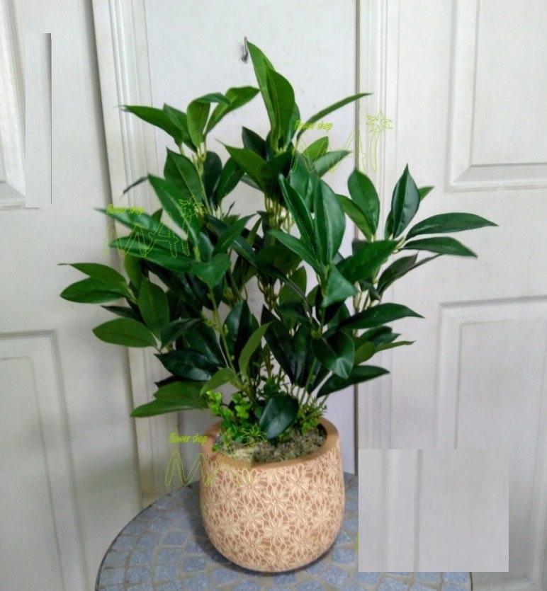 Cây CHÈ xanh ( cây trà xanh ) giống