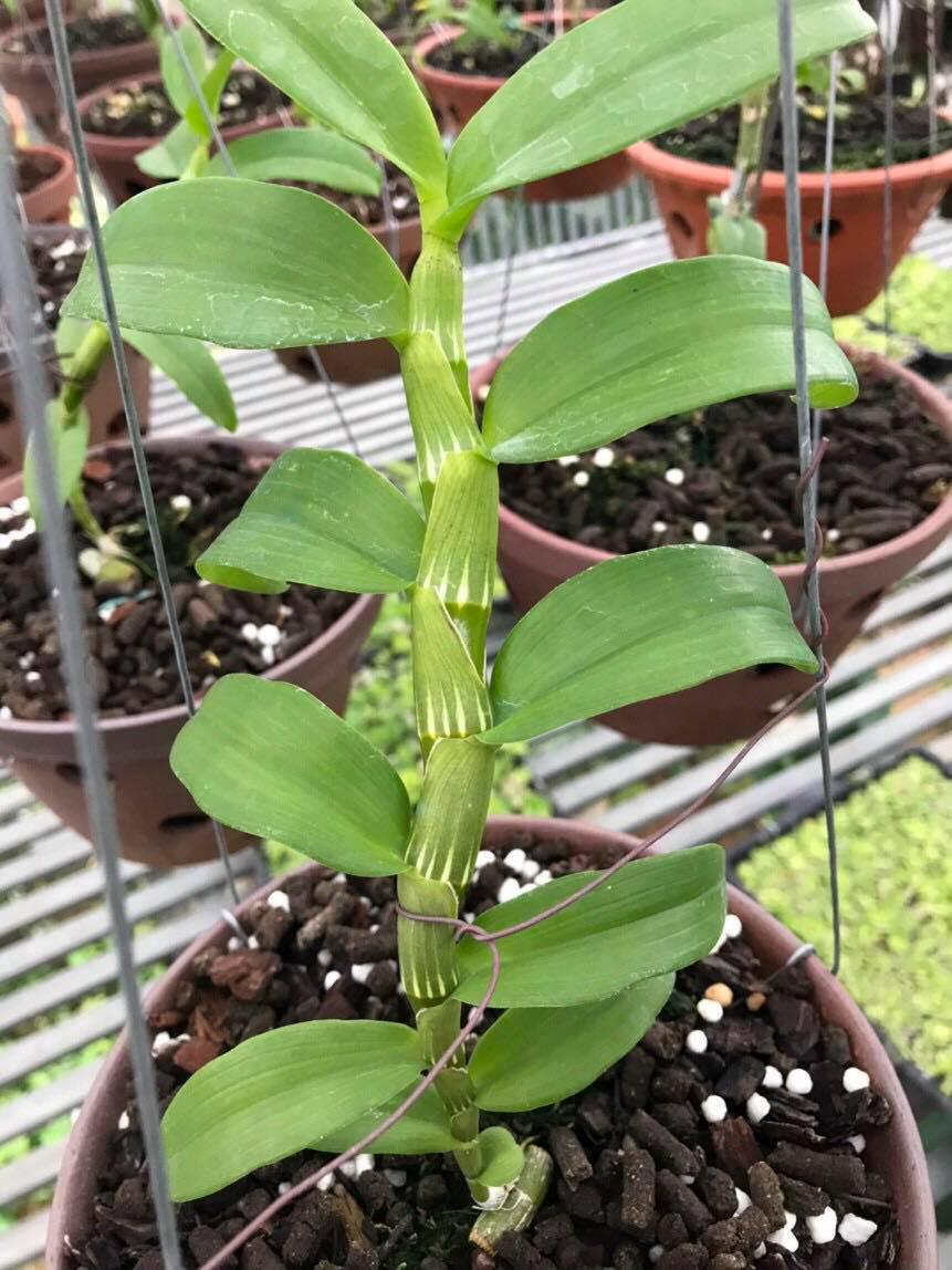 Hoa lan - 5ct bảo duy hàng gieo hạt uy tín chất lượng
