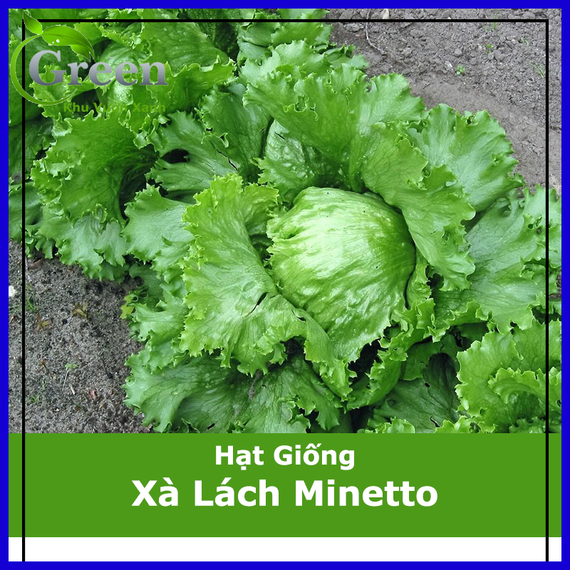 Hạt Giống Xà Lách Minetto Chịu Nhiệt Tốt, Giòn Ngon, Sớm Thu Hoạch