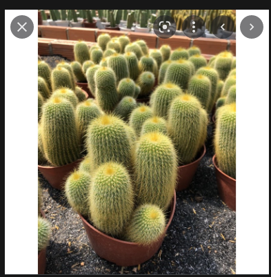 Bụi xương rồng len bụi - bóng vàng bui to