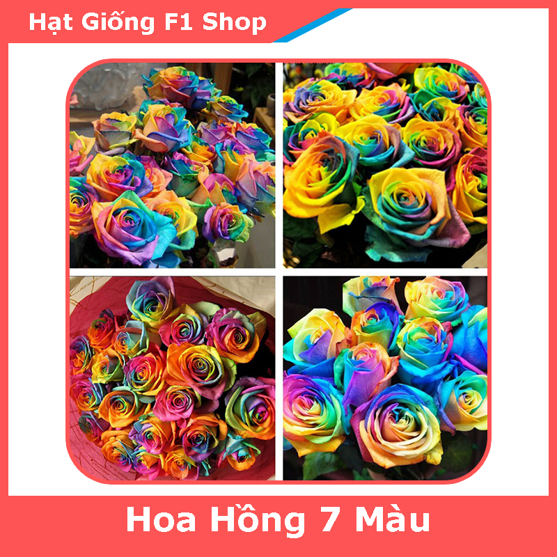Hạt Giống Hoa Hồng 7 Màu (20H) (223.F1)