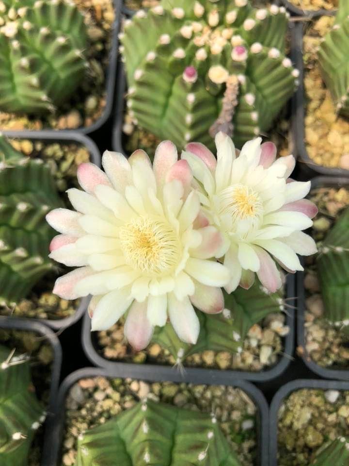Chậu nhựa 9cmx9cm
