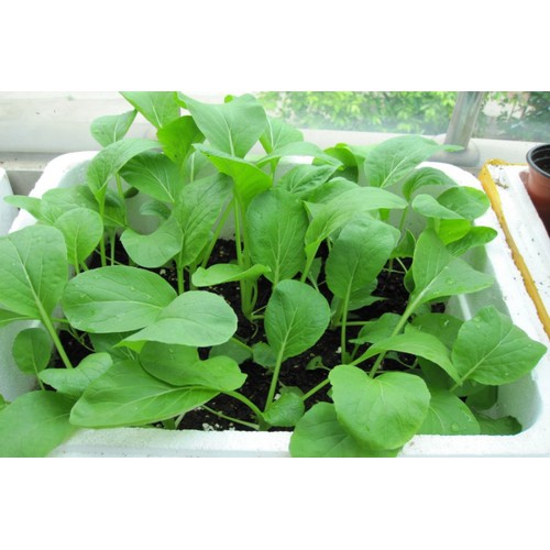 Hạt giống cải ngọt ăn non - 10gram/gói
