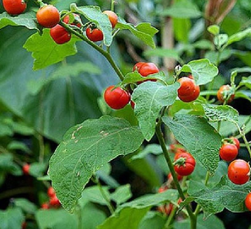Hạt giống cây cà gai leo ( cây dược liệu -  gói 50 hạt )