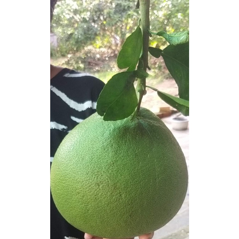 cây giống bưởi da xanh ghép ( sản phẩm có bảo hành đỏi trả)