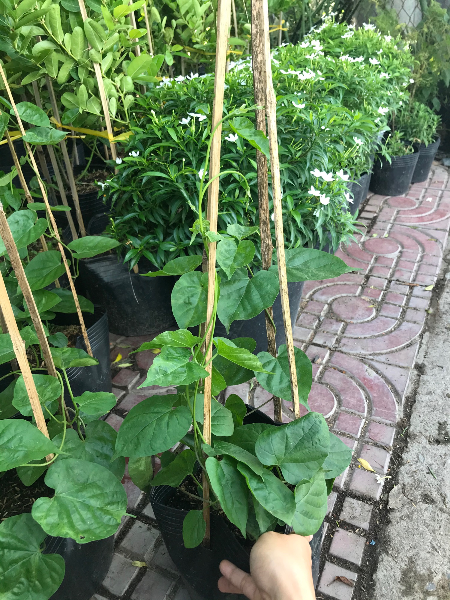 Cây giống hoa thiên lý