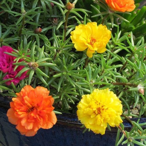 [HCM]Hạt Giống Hoa Mười Giờ Nhiều Màu - hoa10h